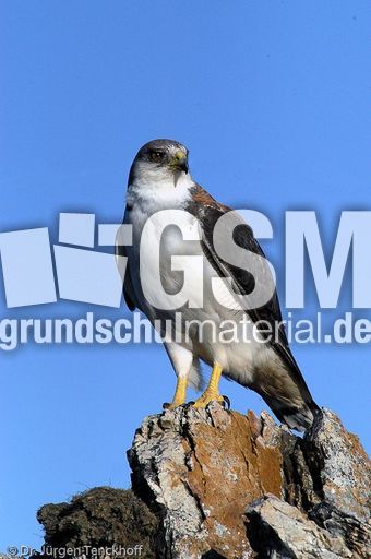 Rotrückenbussard (14 von 19).jpg